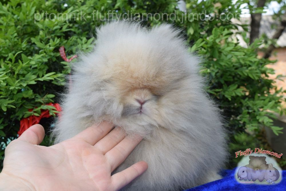 Карликові кролики. Ангора. Пушистики РКА