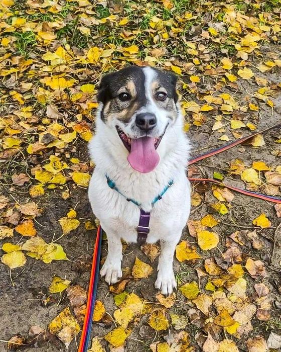 Yumi – przekochany, proludzki młody pies pilnie szuka domu, adoptuj :(