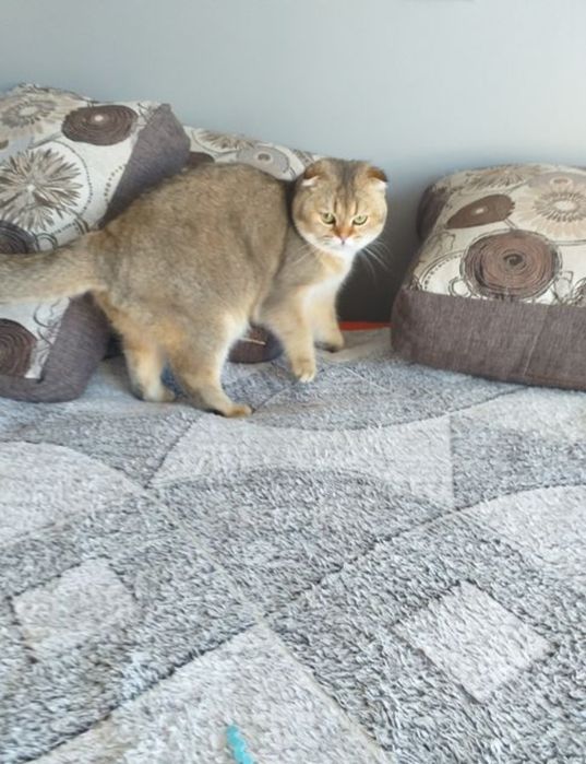 Два котики на вязку