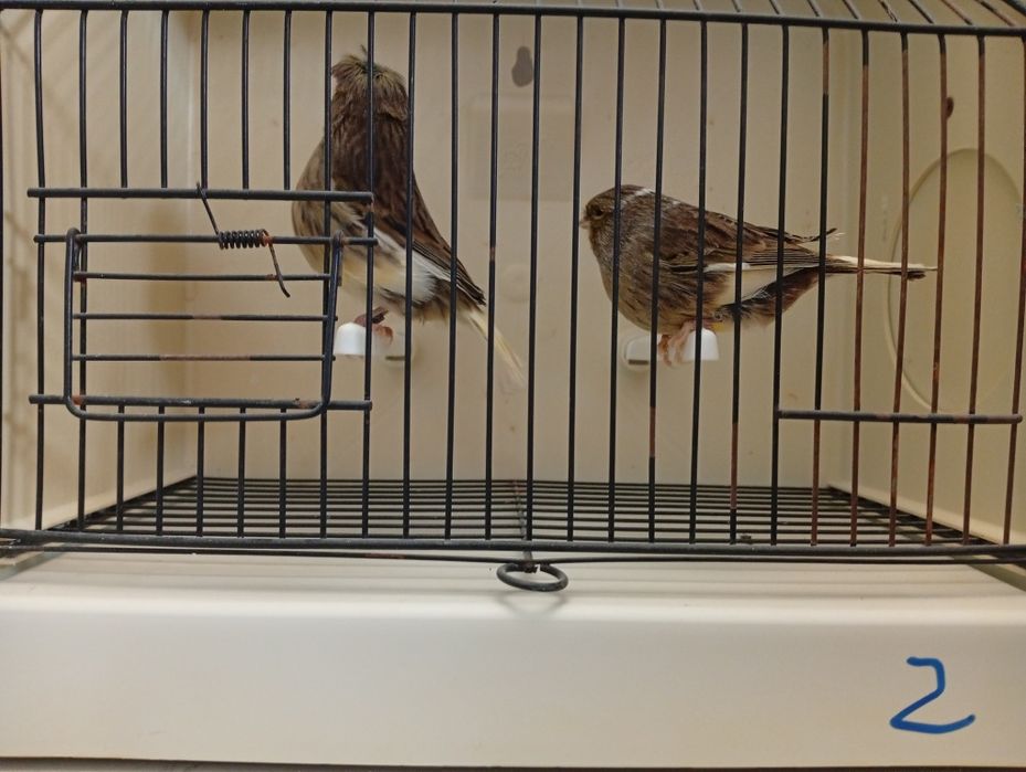 Canários gloster 2025