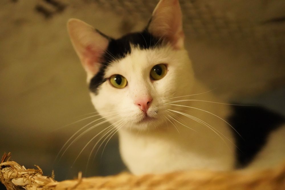 Cudowny Orzeszek do adopcji !