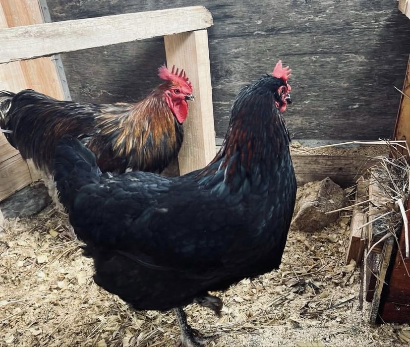 Ovos férteis para incubação e pintos de raça