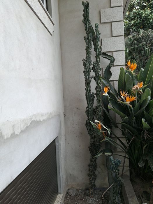 Podas de catos   monstro  e outos