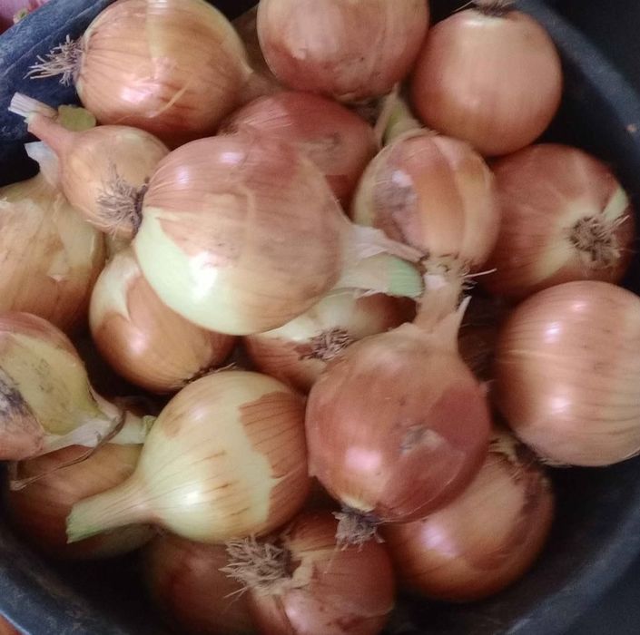 Cebolas de boa qualidade