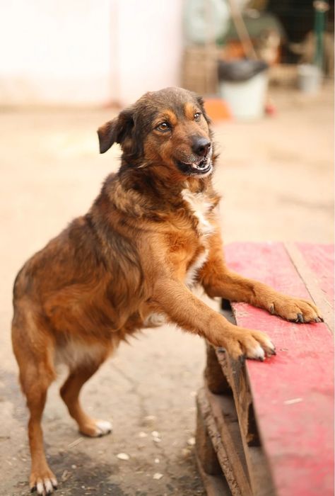 Отдам даром в добрые руки собачку