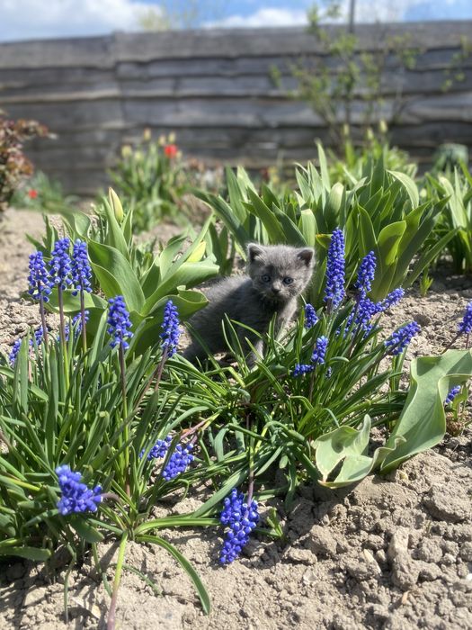 Віддам кошенят у добрі руки