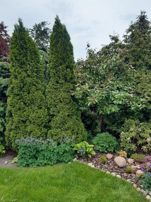 Tuja Szmaragd żywopłot 120-130cm