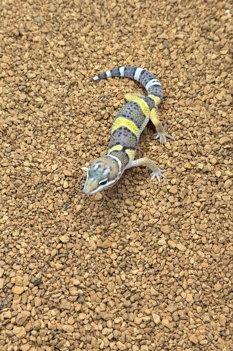 Gekony lamparcie, eublefary, 2-4 miesiace