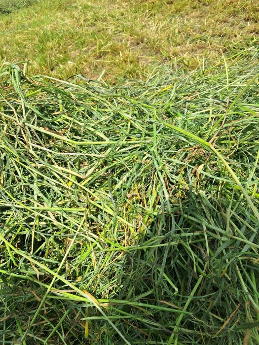 Sianokiszonka z traw sianych siano