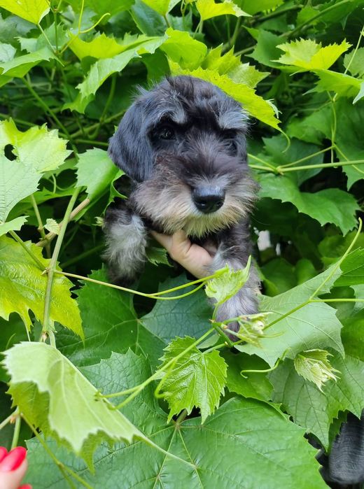 Цуценята цвергшнауцера