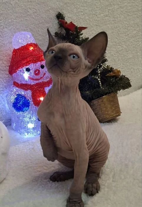 Кошенятка сфінкса