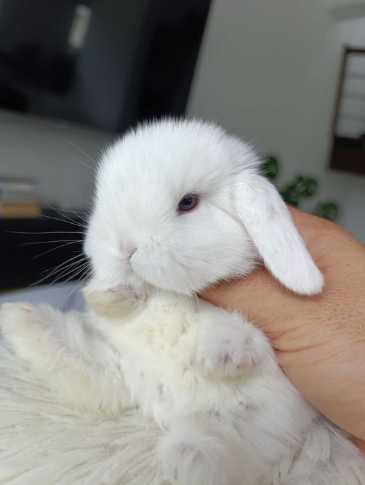 Mini lop karzełek Teddy hodowla zarejestrowana