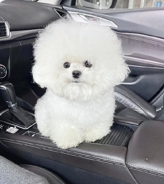 Китайський Міні Бішон для вязок.