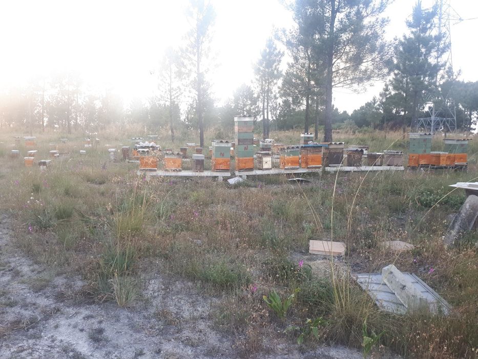 Enxames de Lusitana Lonstrot e Reversivel