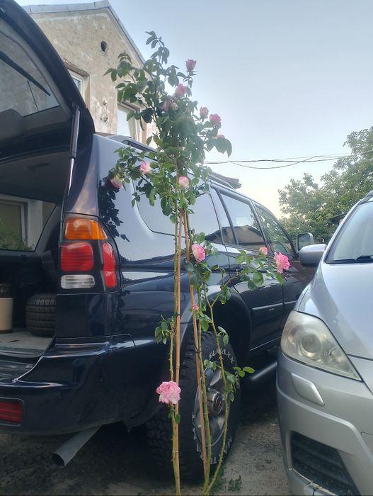 Róża pnąca w doniczce