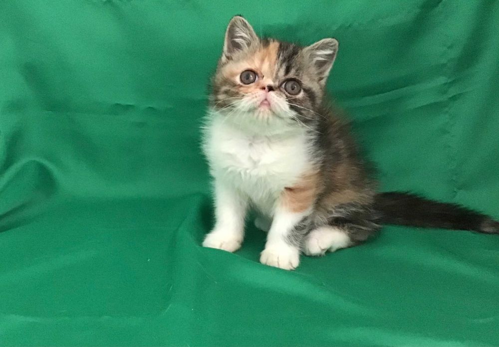 Екзотична Черепахова дівчинка Нора