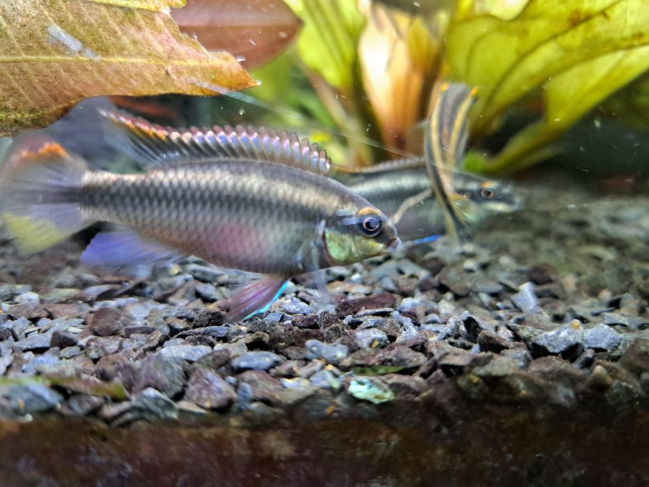 Barwniaki czerwonobrzuche