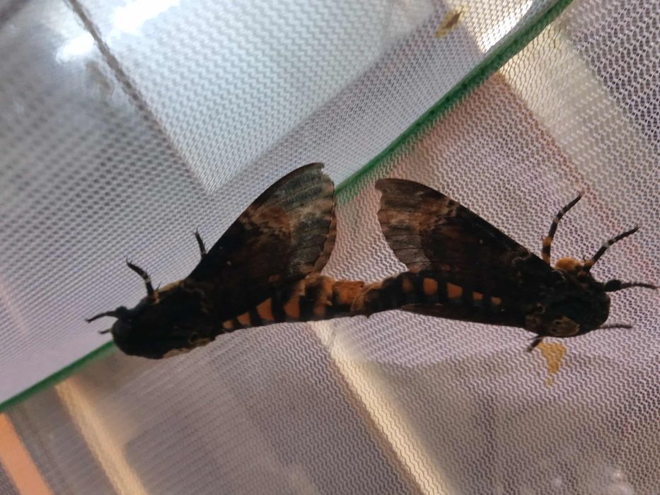 Zmierzchnica trupia główka gąsienice