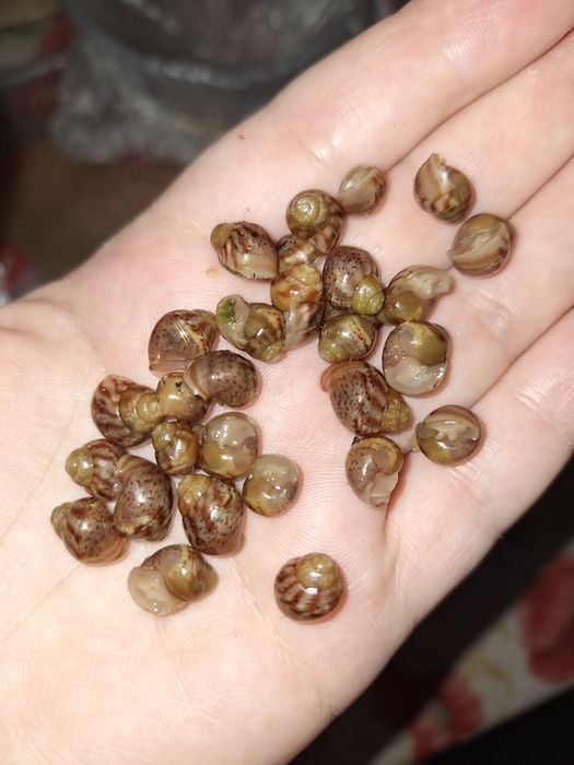 Віддаю Ахатин равликів