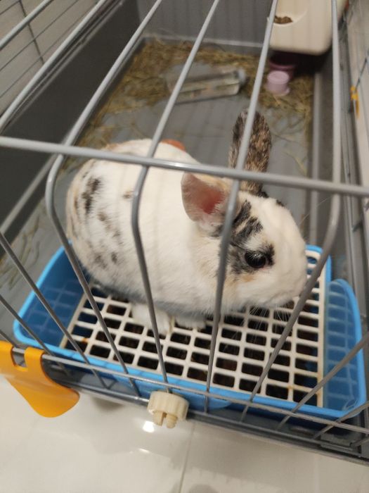 Coelho anão e tudo o resto