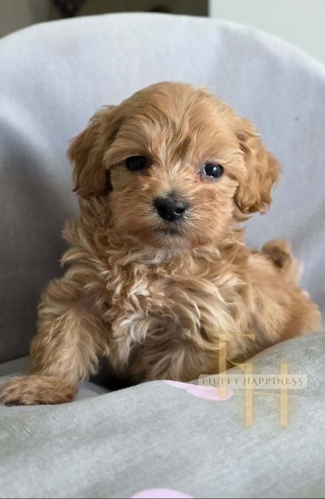 Maltipoo**Cudowny Chłopak**Do Rezerwacji