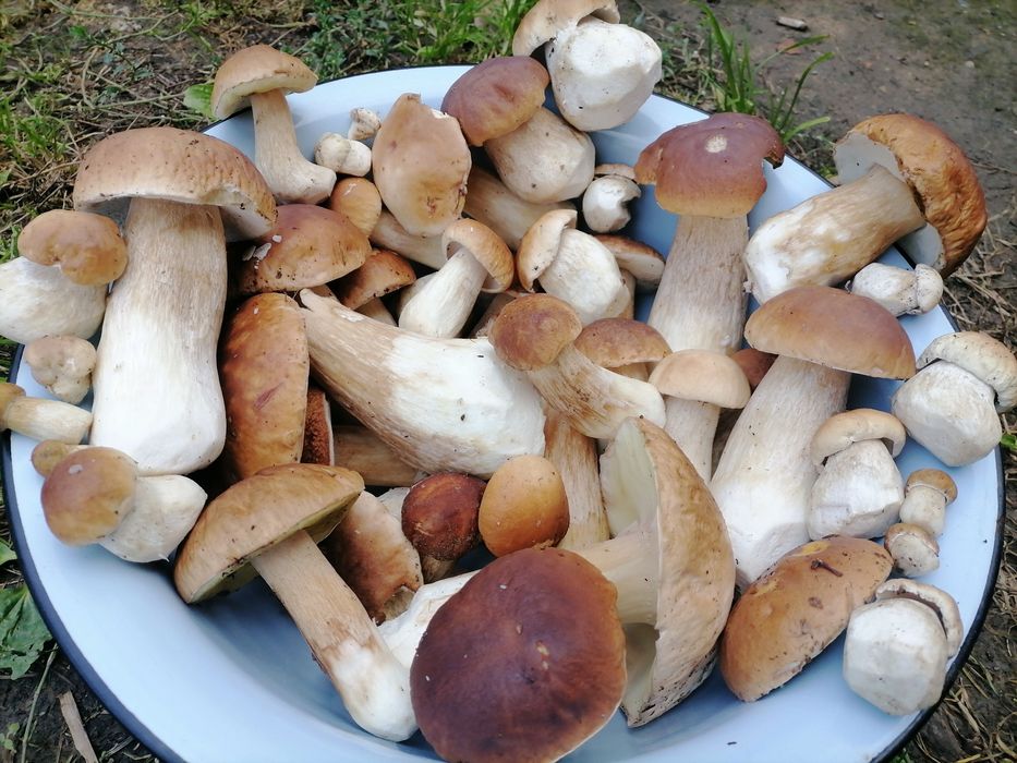 Мариновані опеньки 2025!!!