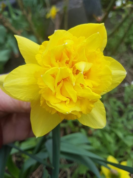 Нарциси сортові.