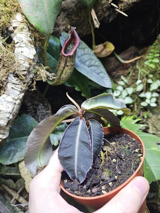 Labisia   pumila