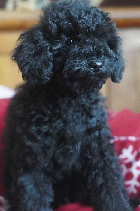 Цуценята малого пуделя