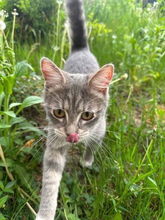 Кішка котик кошеня