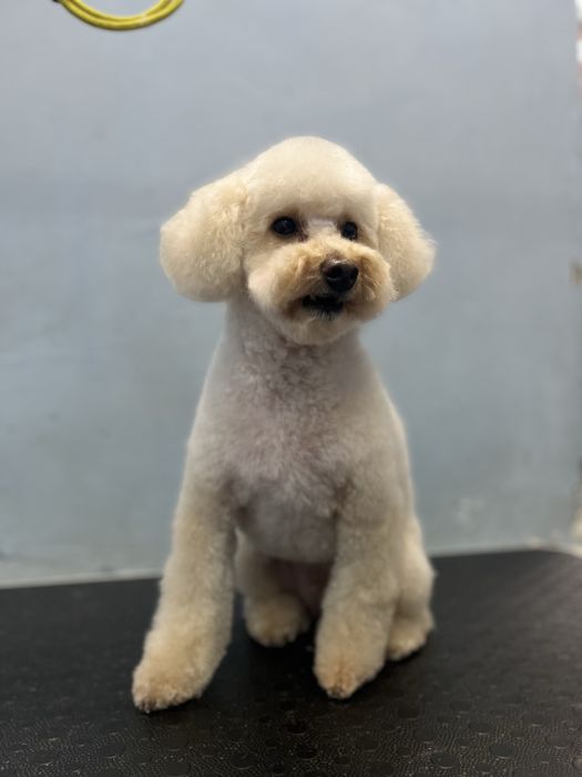 Грумінг .Холодна гора