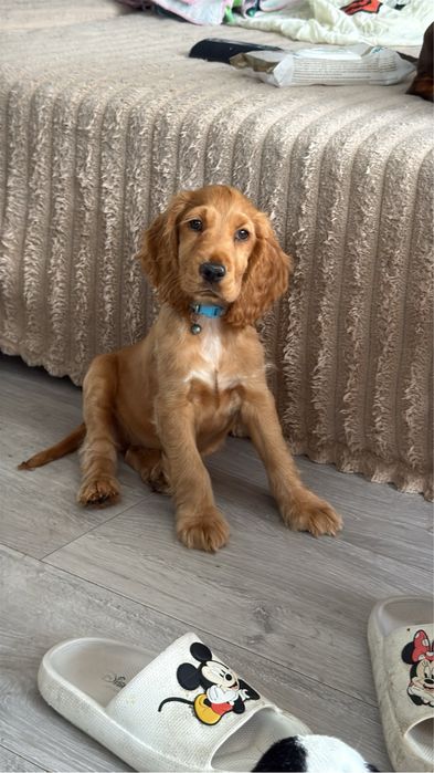 Cocker spaniel szuka domu