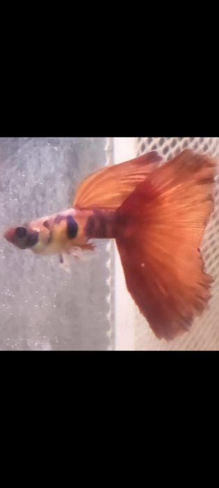 Gupiki Red Black Tiger