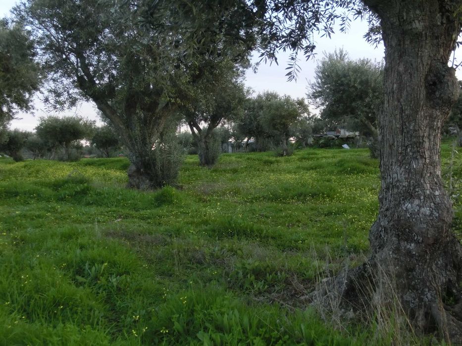 VENDO   OLIVAL  EM  SANTA  EULALIA  ELVAS  ALENTEJO  189 Oliveiras  Centenarias  1 , 175 ha de terreno