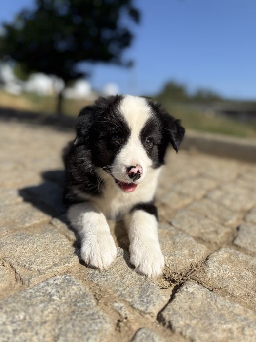 Border Collie fêmea