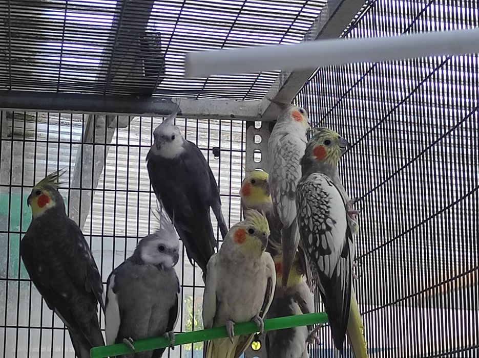 Caturras para dispensar