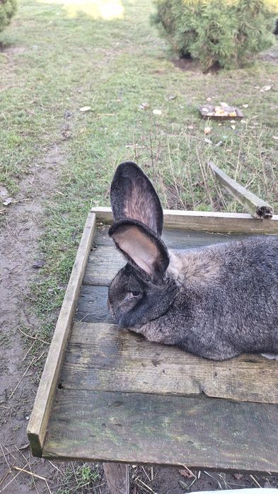 Olbrzym belgijski  szary