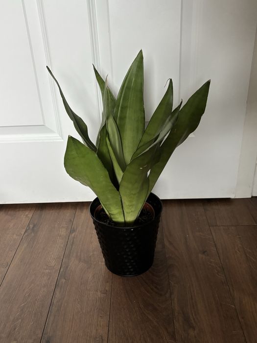 Sansewieria_ języki teściowej_wężownica_ sansevieria duża