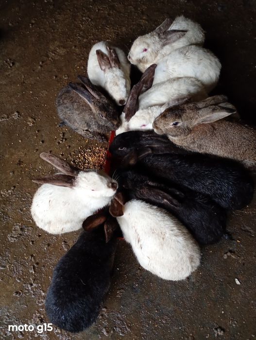 Um coelho de 4 Quilo cada 17€