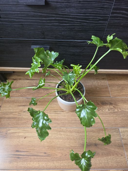 Filodendron Atlantis kolekcjonerski