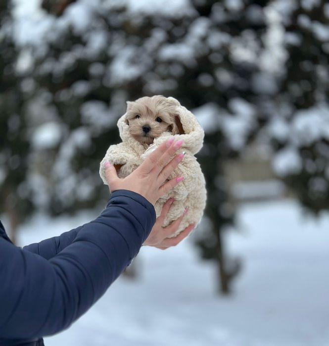 Міні щастя мальтіпу в шубці. Гарний та ніжний хлопчик. '/)