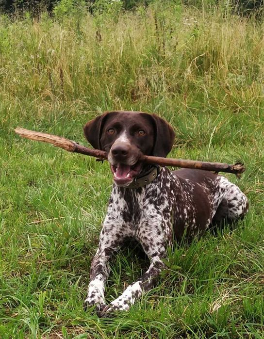 Случка в'язка кабеля курцхаара