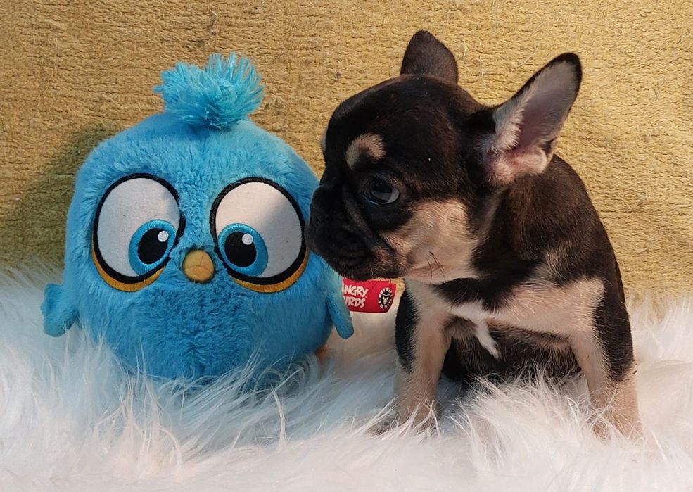 Bulldog Francês Black Tan Macho