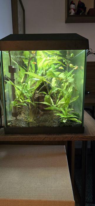 Sprzedam akwarium 60 kompletne neonki, danio, stabilne