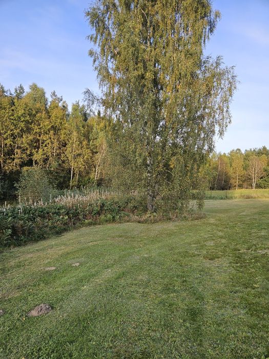 czyszczenie oczyszczanie działek nieużytków