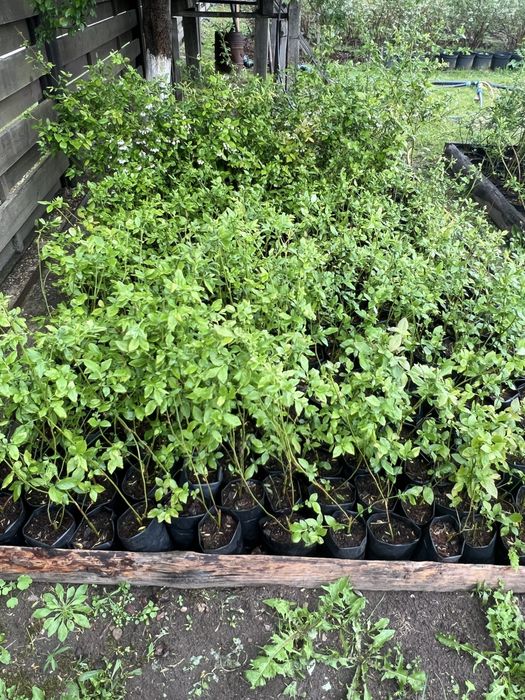 Продам саджанці лохини 1-2-3 річка