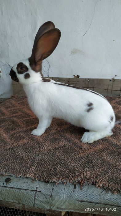 Строкач гавана.Самці,самки.