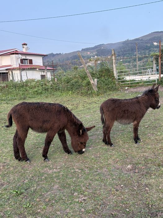 Para venda burrinhos