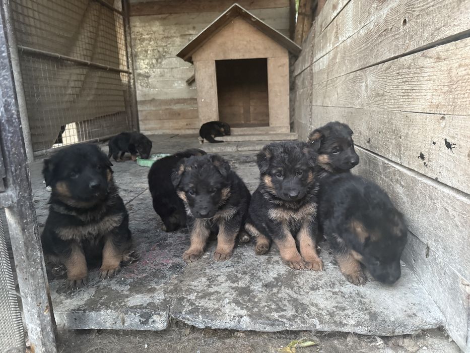 Щенята німецької вівчарки