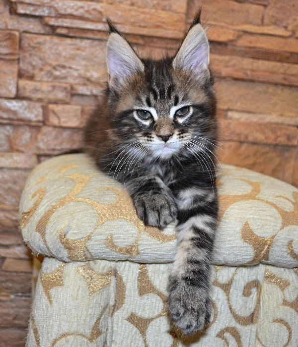 Котенок Мейн-кун, который покорит ваше сердце! Лучшие клубные дети.